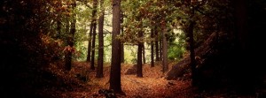 Psy Ambient mix by Solar Fields